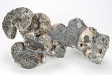 Hoploscaphites Ammonite Association- Pierre Shale, Montana #209669-1